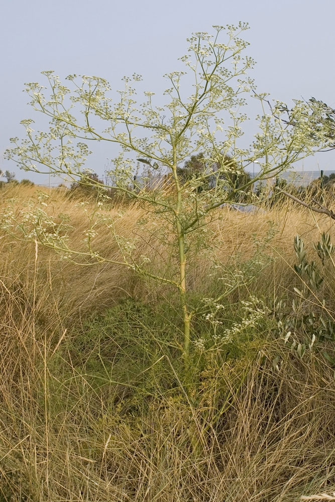 Seseli tortuosum / Finocchiella mediterranea